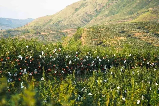 凉山初秋甜蜜来袭:越西苹果脆甜酥爽,会理石榴粒大爆汁,千万别错过!插图25 凉山初秋甜蜜来袭:越西苹果脆甜酥爽,会理石榴粒大爆汁,千万别错过!插图25