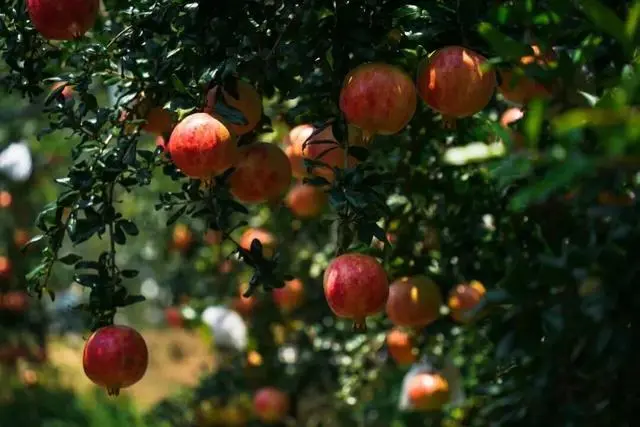 凉山初秋甜蜜来袭:越西苹果脆甜酥爽,会理石榴粒大爆汁,千万别错过!插图21 凉山初秋甜蜜来袭:越西苹果脆甜酥爽,会理石榴粒大爆汁,千万别错过!插图21
