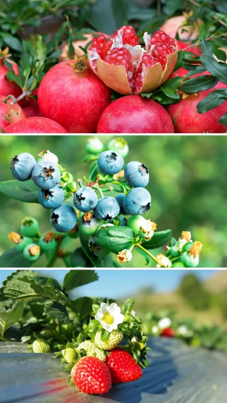 探秘攀枝花仁和臻芒:品种多样、品质上乘背后的故事与品牌内涵插图7 探秘攀枝花仁和臻芒:品种多样、品质上乘背后的故事与品牌内涵插图7