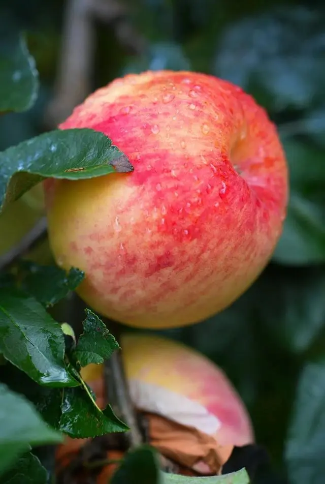 凉山初秋甜蜜来袭:越西苹果脆甜酥爽,会理石榴粒大爆汁,千万别错过!插图3 凉山初秋甜蜜来袭:越西苹果脆甜酥爽,会理石榴粒大爆汁,千万别错过!插图3