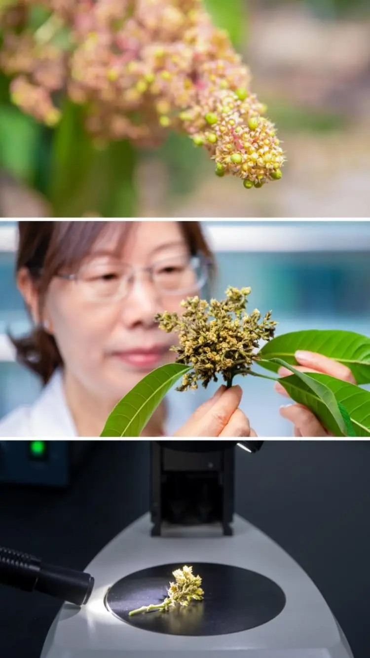 探秘攀枝花仁和臻芒:品种多样、品质上乘背后的故事与品牌内涵插图5 探秘攀枝花仁和臻芒:品种多样、品质上乘背后的故事与品牌内涵插图5