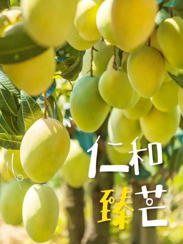 探秘攀枝花仁和臻芒:品种多样、品质上乘背后的故事与品牌内涵-会东网