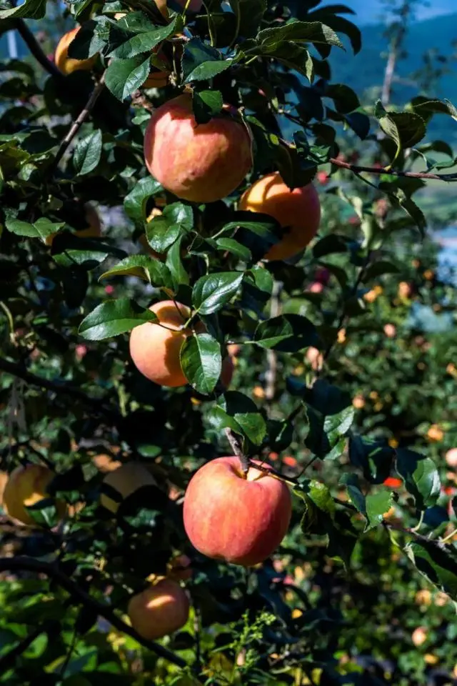 凉山初秋甜蜜来袭:越西苹果脆甜酥爽,会理石榴粒大爆汁,千万别错过!插图10 凉山初秋甜蜜来袭:越西苹果脆甜酥爽,会理石榴粒大爆汁,千万别错过!插图10