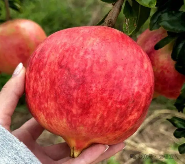 凉山初秋甜蜜来袭:越西苹果脆甜酥爽,会理石榴粒大爆汁,千万别错过!插图16 凉山初秋甜蜜来袭:越西苹果脆甜酥爽,会理石榴粒大爆汁,千万别错过!插图16