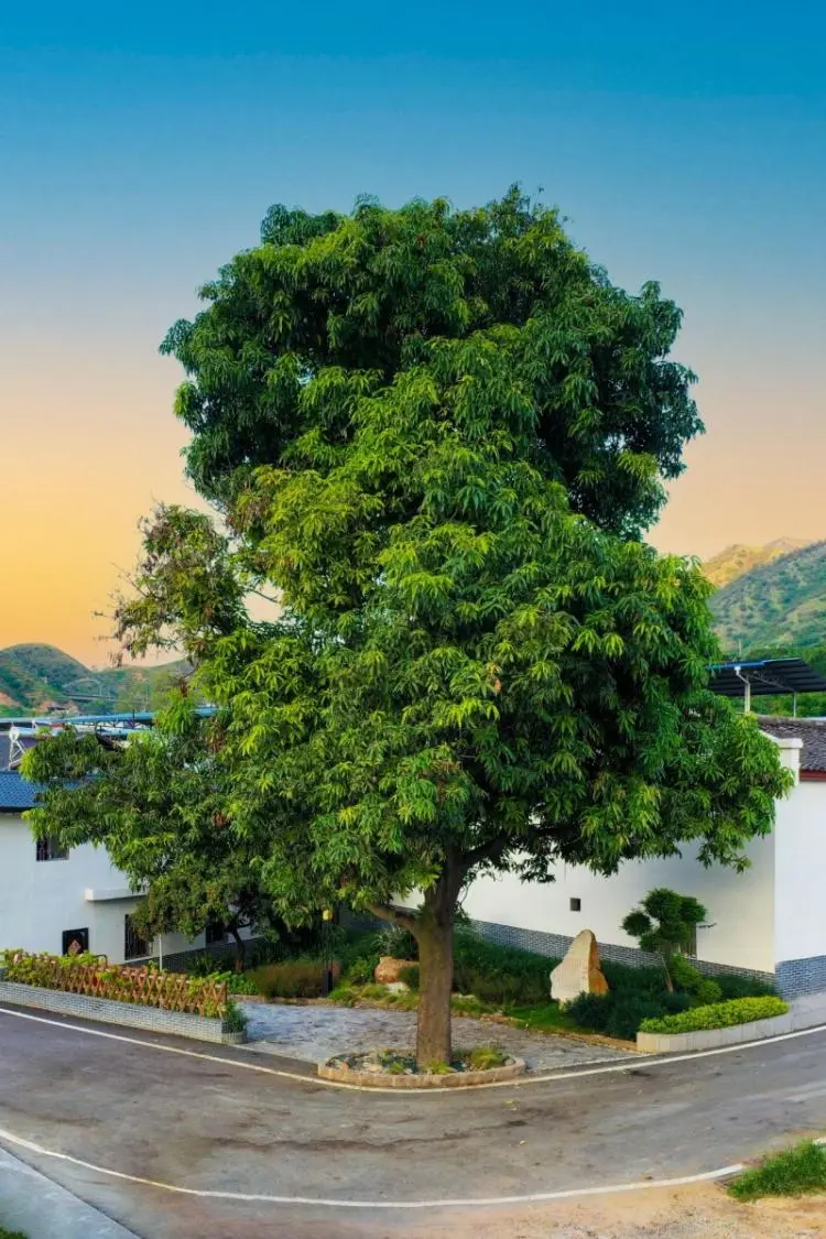 探秘攀枝花仁和臻芒:品种多样、品质上乘背后的故事与品牌内涵插图3 探秘攀枝花仁和臻芒:品种多样、品质上乘背后的故事与品牌内涵插图3