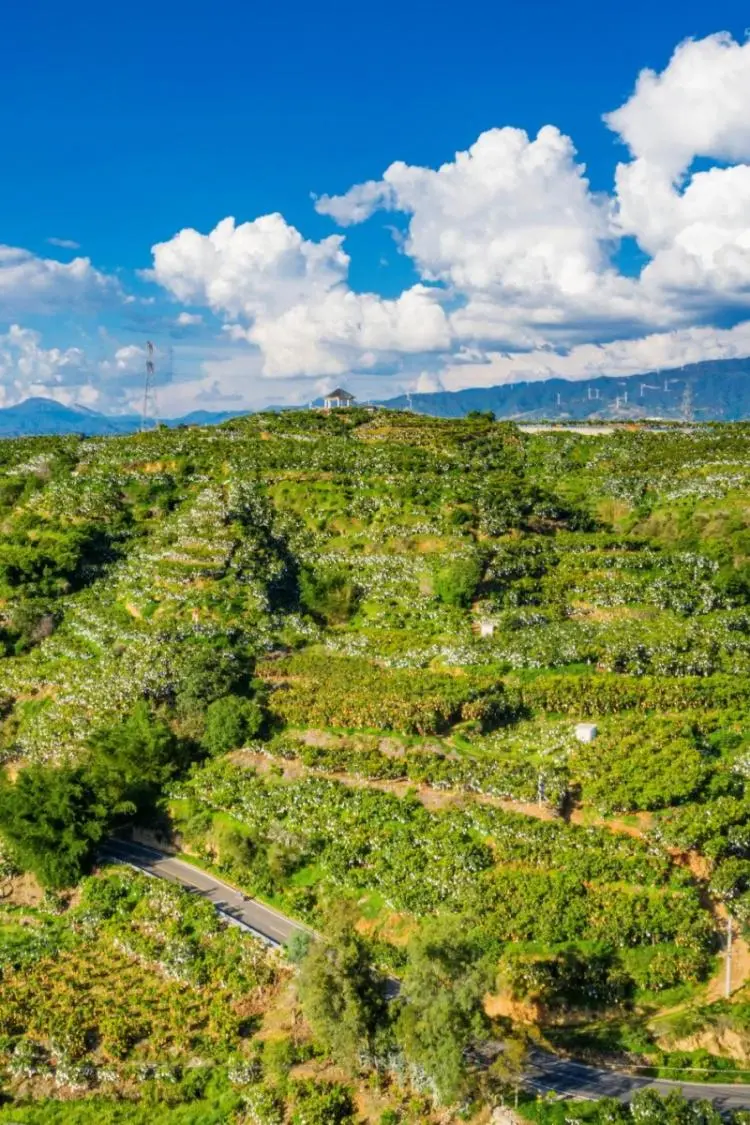 探秘攀枝花仁和臻芒:品种多样、品质上乘背后的故事与品牌内涵插图4 探秘攀枝花仁和臻芒:品种多样、品质上乘背后的故事与品牌内涵插图4