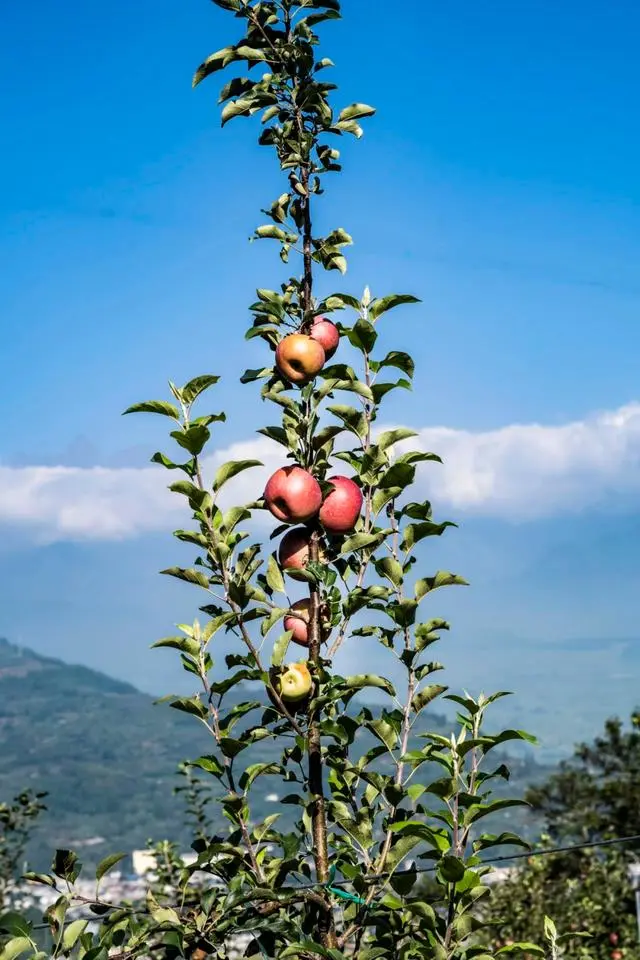 凉山初秋甜蜜来袭:越西苹果脆甜酥爽,会理石榴粒大爆汁,千万别错过!插图8 凉山初秋甜蜜来袭:越西苹果脆甜酥爽,会理石榴粒大爆汁,千万别错过!插图8