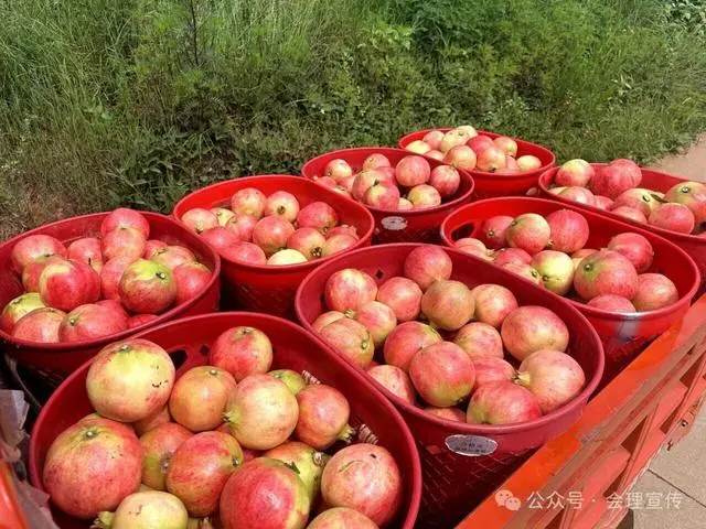 凉山初秋甜蜜来袭:越西苹果脆甜酥爽,会理石榴粒大爆汁,千万别错过!插图22 凉山初秋甜蜜来袭:越西苹果脆甜酥爽,会理石榴粒大爆汁,千万别错过!插图22