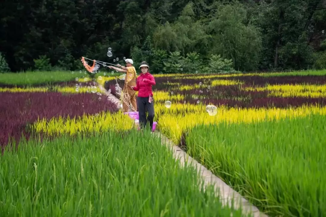 2025 四川省 “天府百姓大舞台” 攀西片区汇演暨 “和美乡村・稻会东” 田园丰收季来袭,川滇文化盛宴等你体验!插图31 2025 四川省 “天府百姓大舞台” 攀西片区汇演暨 “和美乡村・稻会东” 田园丰收季来袭,川滇文化盛宴等你体验!插图31