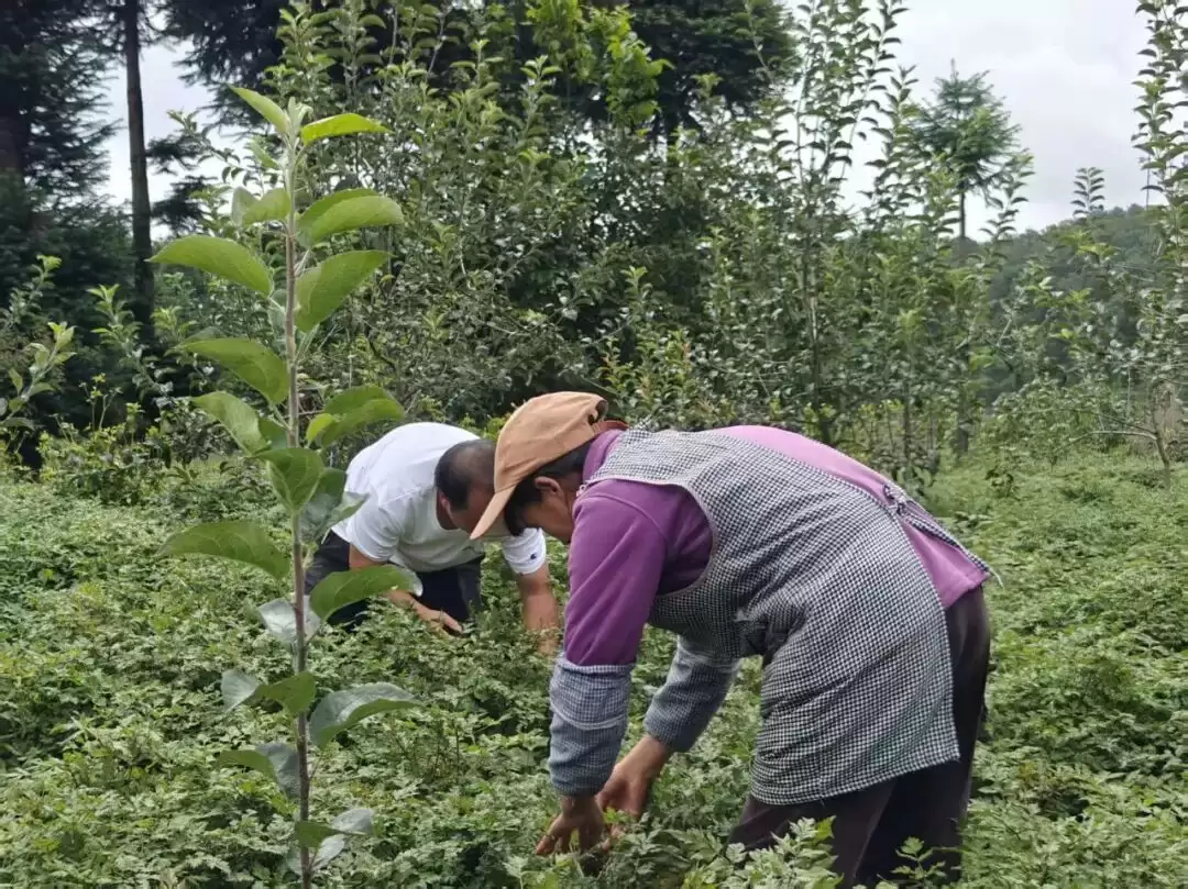 会东药当归产业:“企业 + 农户” 模式助力乡村振兴插图1 会东药当归产业:“企业 + 农户” 模式助力乡村振兴插图1
