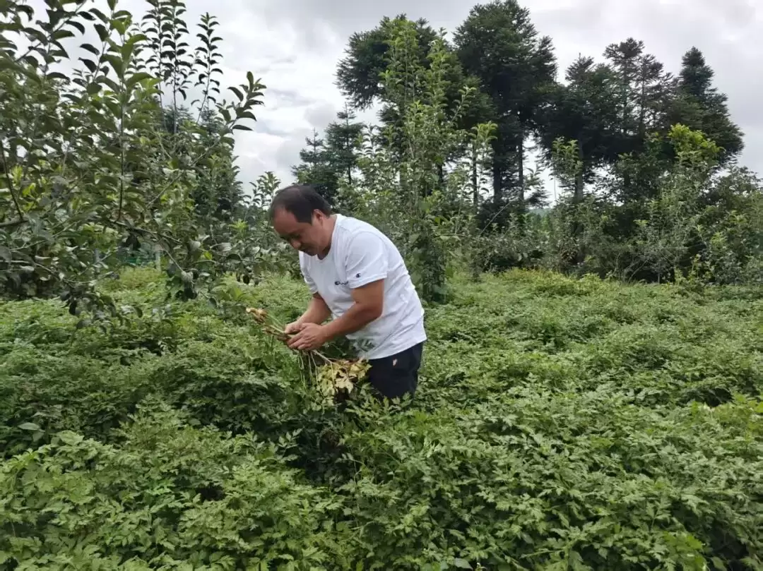 会东药当归产业:“企业 + 农户” 模式助力乡村振兴插图2 会东药当归产业:“企业 + 农户” 模式助力乡村振兴插图2