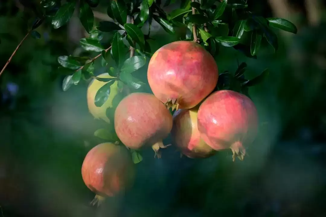 2025 四川省 “天府百姓大舞台” 攀西片区汇演暨 “和美乡村・稻会东” 田园丰收季来袭,川滇文化盛宴等你体验!插图29 2025 四川省 “天府百姓大舞台” 攀西片区汇演暨 “和美乡村・稻会东” 田园丰收季来袭,川滇文化盛宴等你体验!插图29