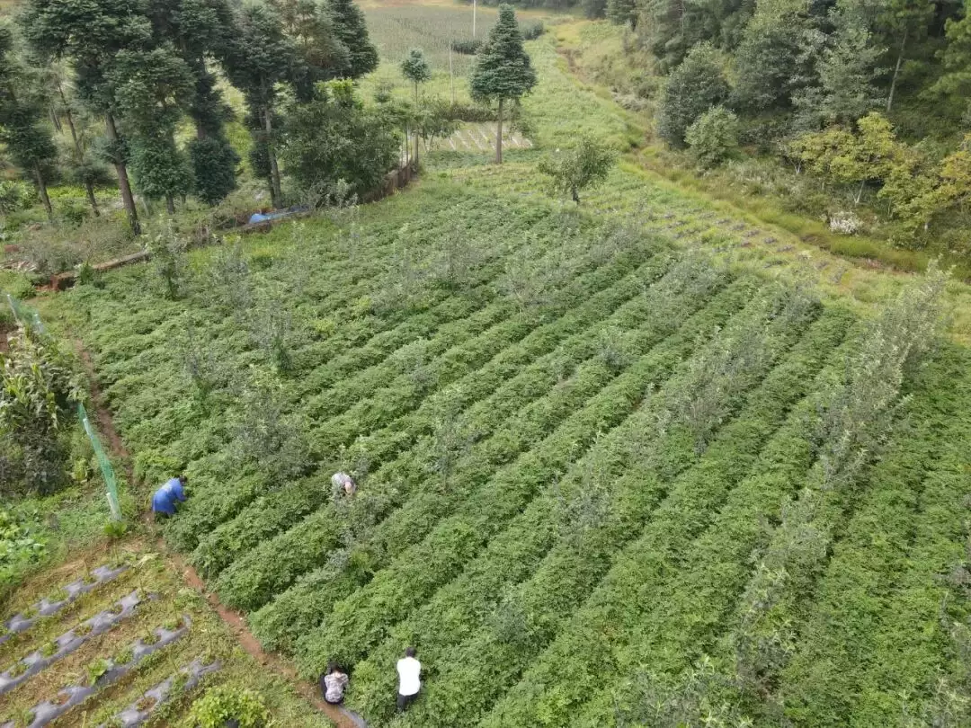 会东药当归产业:“企业 + 农户” 模式助力乡村振兴插图3 会东药当归产业:“企业 + 农户” 模式助力乡村振兴插图3