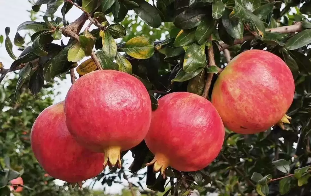 电商赋能,姜州镇石榴产业绘就乡村振兴新画卷插图2 电商赋能,姜州镇石榴产业绘就乡村振兴新画卷插图2