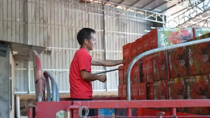 电商赋能,姜州镇石榴产业绘就乡村振兴新画卷插图1 电商赋能,姜州镇石榴产业绘就乡村振兴新画卷插图1