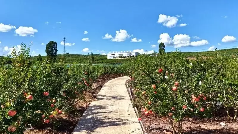 电商赋能,姜州镇石榴产业绘就乡村振兴新画卷插图 电商赋能,姜州镇石榴产业绘就乡村振兴新画卷插图