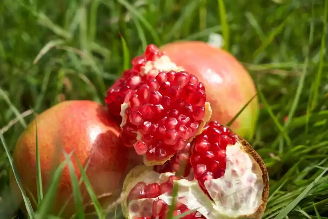 2025 四川省 “天府百姓大舞台” 攀西片区汇演暨 “和美乡村・稻会东” 田园丰收季来袭,川滇文化盛宴等你体验!插图28 2025 四川省 “天府百姓大舞台” 攀西片区汇演暨 “和美乡村・稻会东” 田园丰收季来袭,川滇文化盛宴等你体验!插图28