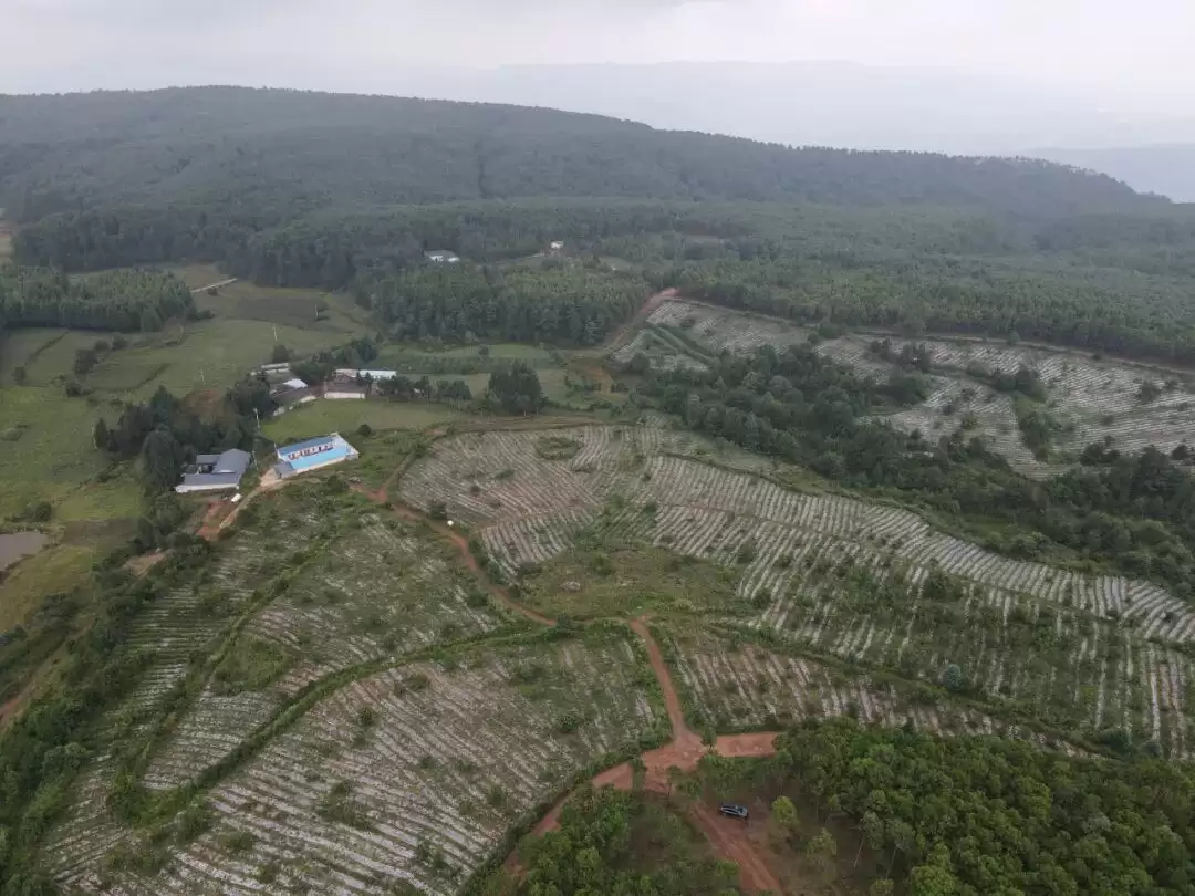 会东药当归产业:“企业 + 农户” 模式助力乡村振兴插图 会东药当归产业:“企业 + 农户” 模式助力乡村振兴插图