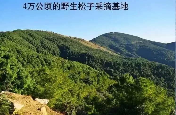 会东县华山松:山林里的丰收与乡愁-会东网