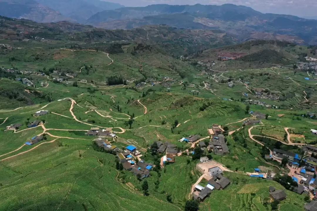 会东烟叶产业丰收收官:“十一连冠” 背后的硬核实力与烟农增收故事-会东网