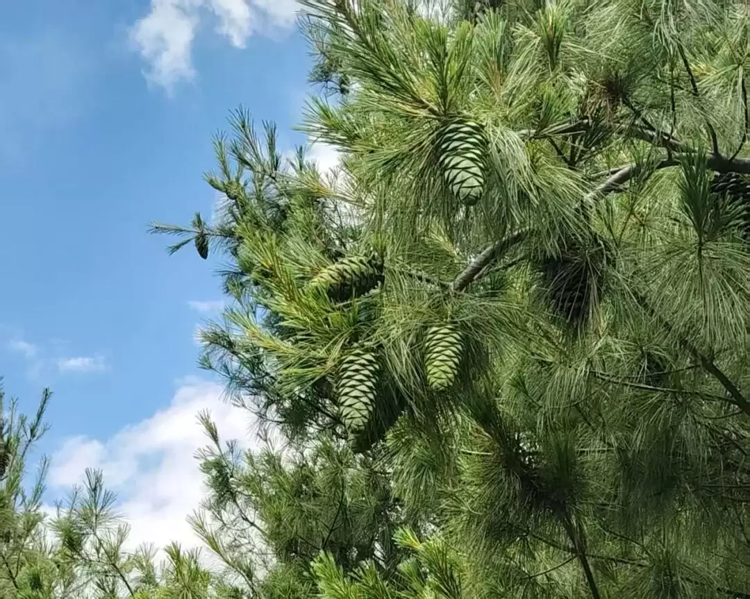 83 万亩华山松丰收,松籽产业全链发展,生态富民促振兴-会东网