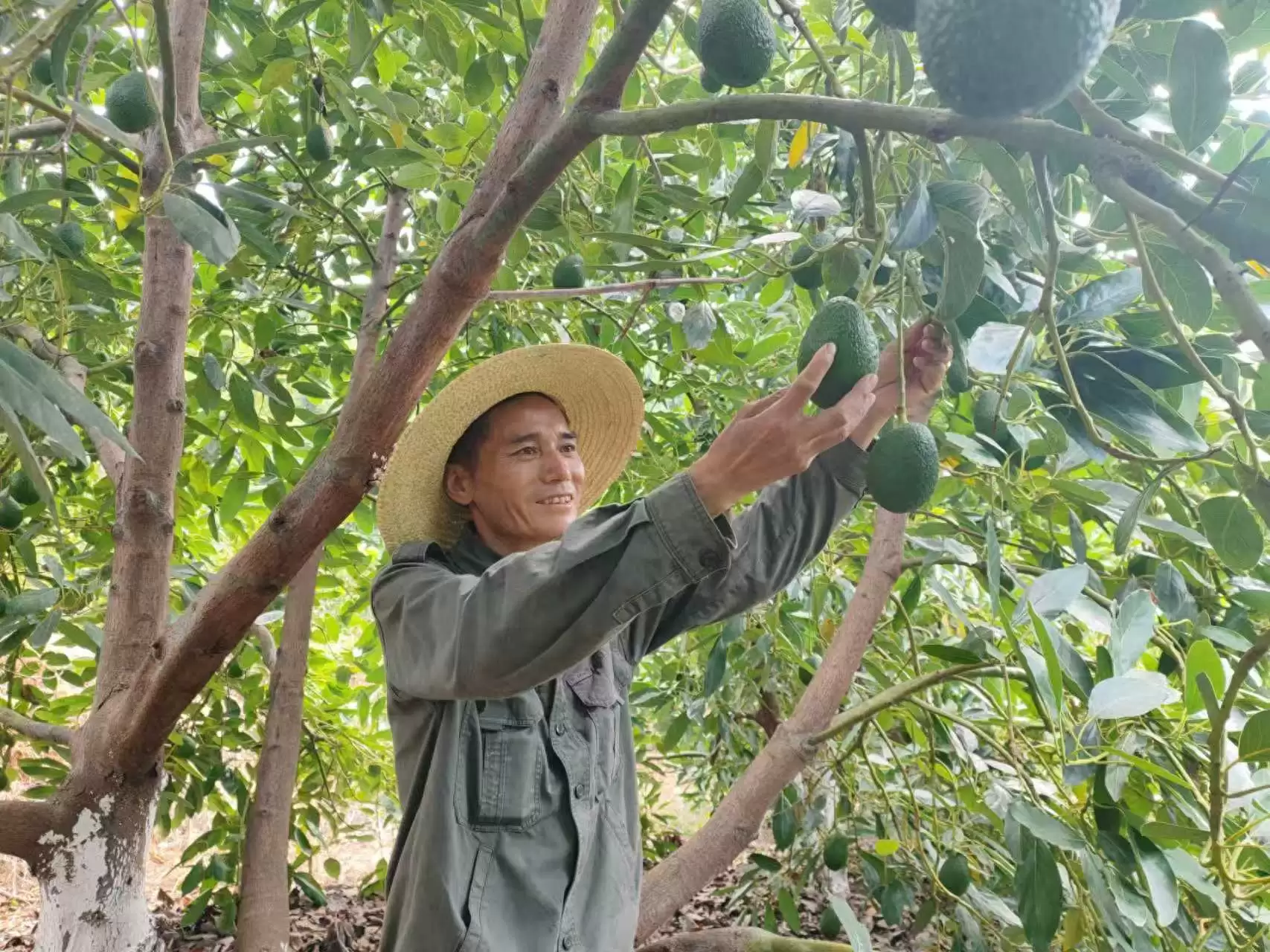 金秋丰收季:会东县淌塘镇牛油果产业崛起,铺就乡村振兴致富路-会东网