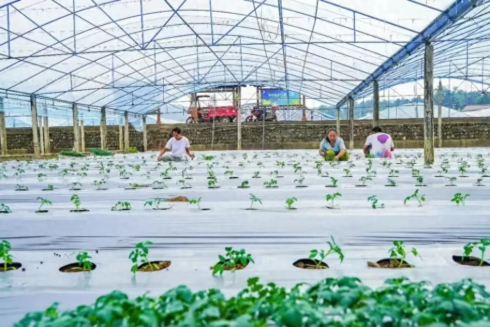 四川米易番茄产业:天然优势奠基,科技赋能升级,产销两旺助力乡村振兴-会东网