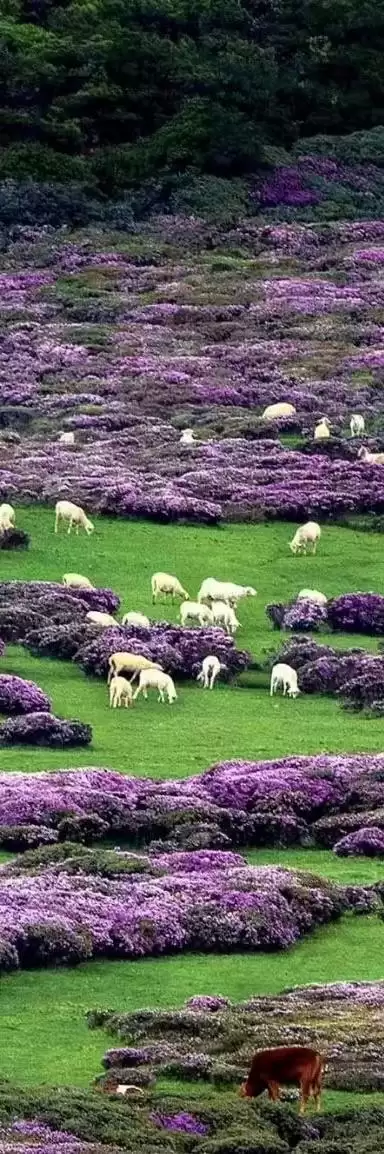 赛场外的惊喜:走进川超背后五彩斑斓的凉山,开启超值之旅插图14 赛场外的惊喜:走进川超背后五彩斑斓的凉山,开启超值之旅插图14