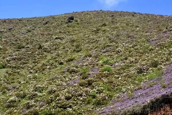 川滇明珠|金阳的索玛花开了插图10 川滇明珠|金阳的索玛花开了插图10