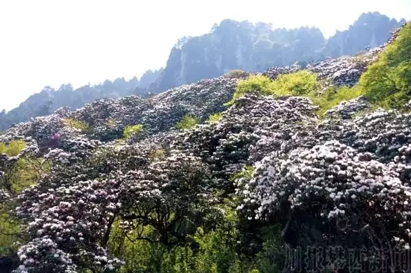 川滇明珠|金阳的索玛花开了插图4 川滇明珠|金阳的索玛花开了插图4