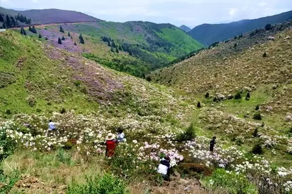 川滇明珠|金阳的索玛花开了插图9 川滇明珠|金阳的索玛花开了插图9
