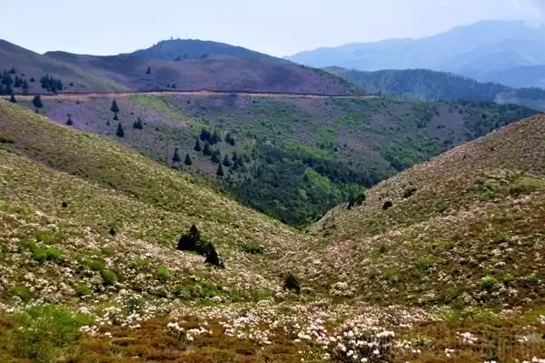 川滇明珠|金阳的索玛花开了插图8 川滇明珠|金阳的索玛花开了插图8