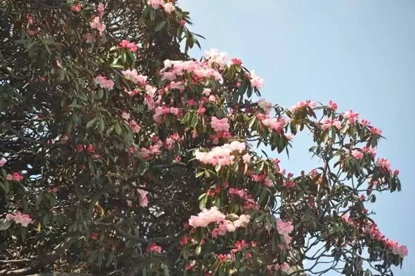 川滇明珠|金阳的索玛花开了插图5 川滇明珠|金阳的索玛花开了插图5