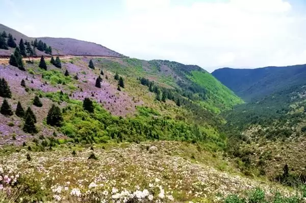 川滇明珠|金阳的索玛花开了插图11 川滇明珠|金阳的索玛花开了插图11