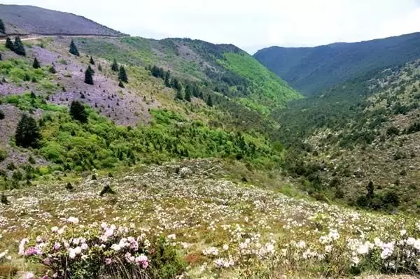 川滇明珠|金阳的索玛花开了插图12 川滇明珠|金阳的索玛花开了插图12