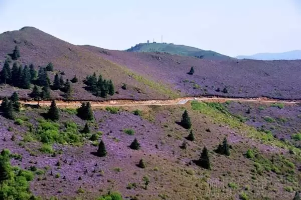 川滇明珠|金阳的索玛花开了插图1 川滇明珠|金阳的索玛花开了插图1
