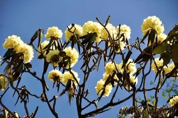 川滇明珠|金阳的索玛花开了插图2 川滇明珠|金阳的索玛花开了插图2