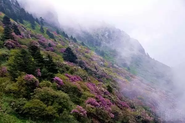 川滇明珠|金阳的索玛花开了插图7 川滇明珠|金阳的索玛花开了插图7