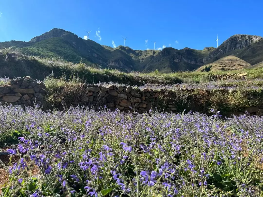 满银沟镇以中药材种植为突破口,构建 “一主多元” 格局,助力乡村振兴-会东网