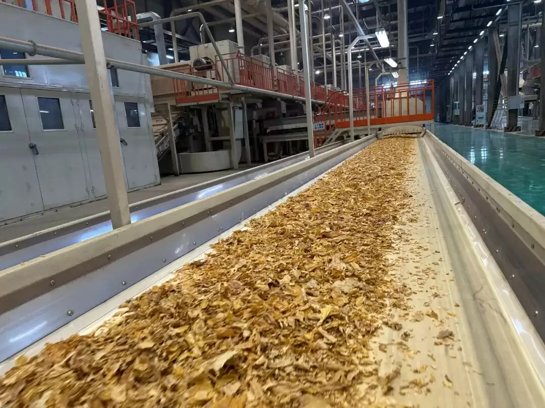 会东复烤厂 10 月 20 日全面启动打叶复烤,各生产线马力全开保障生产插图1 会东复烤厂 10 月 20 日全面启动打叶复烤,各生产线马力全开保障生产插图1