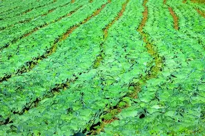 贵州威宁西凉山:高寒山地的乡村振兴路,生态农业与清洁能源协同发展插图2 贵州威宁西凉山:高寒山地的乡村振兴路,生态农业与清洁能源协同发展插图2