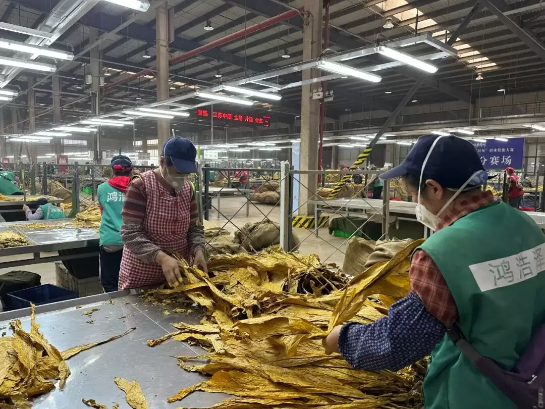 会东复烤厂 10 月 20 日全面启动打叶复烤,各生产线马力全开保障生产-会东网