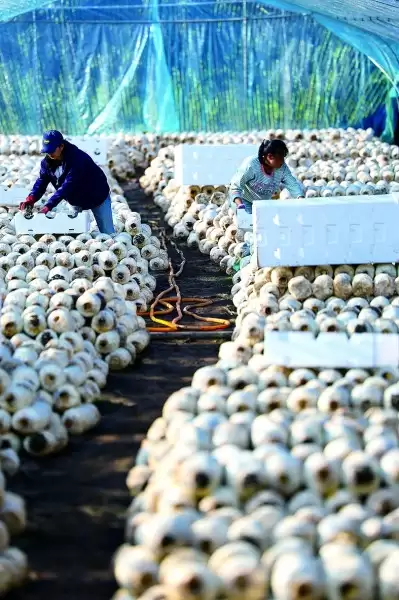 贵州威宁西凉山:高寒山地的乡村振兴路,生态农业与清洁能源协同发展插图3 贵州威宁西凉山:高寒山地的乡村振兴路,生态农业与清洁能源协同发展插图3
