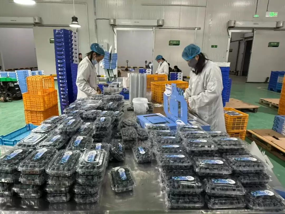 会东晴山蓝蓝莓基地:跨年度采摘,多元发展为乡村振兴注入强劲动力插图1 会东晴山蓝蓝莓基地:跨年度采摘,多元发展为乡村振兴注入强劲动力插图1