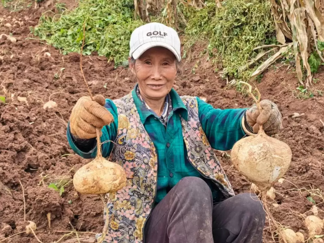 金秋会东嘎吉镇土瓜丰收,特色农业发展举措助力农户增收致富-会东网