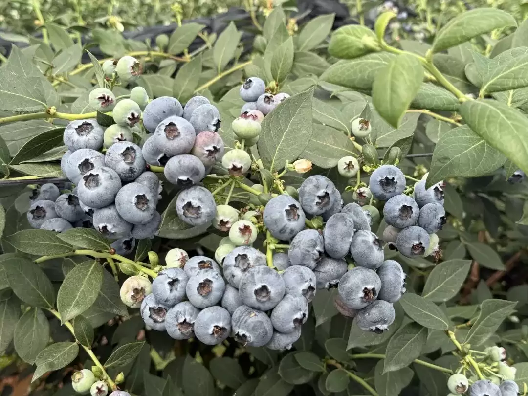 会东晴山蓝蓝莓基地:跨年度采摘,多元发展为乡村振兴注入强劲动力-会东网