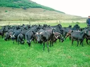 立冬时节,会理羊肉粉为何让游子如此魂牵梦绕?背后原因大揭秘!插图1 立冬时节,会理羊肉粉为何让游子如此魂牵梦绕?背后原因大揭秘!插图1