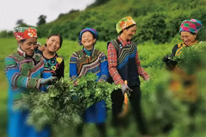 普格县大山中的艾草如何成为乡村振兴 “绿色引擎”?背后有何秘诀?-会东网