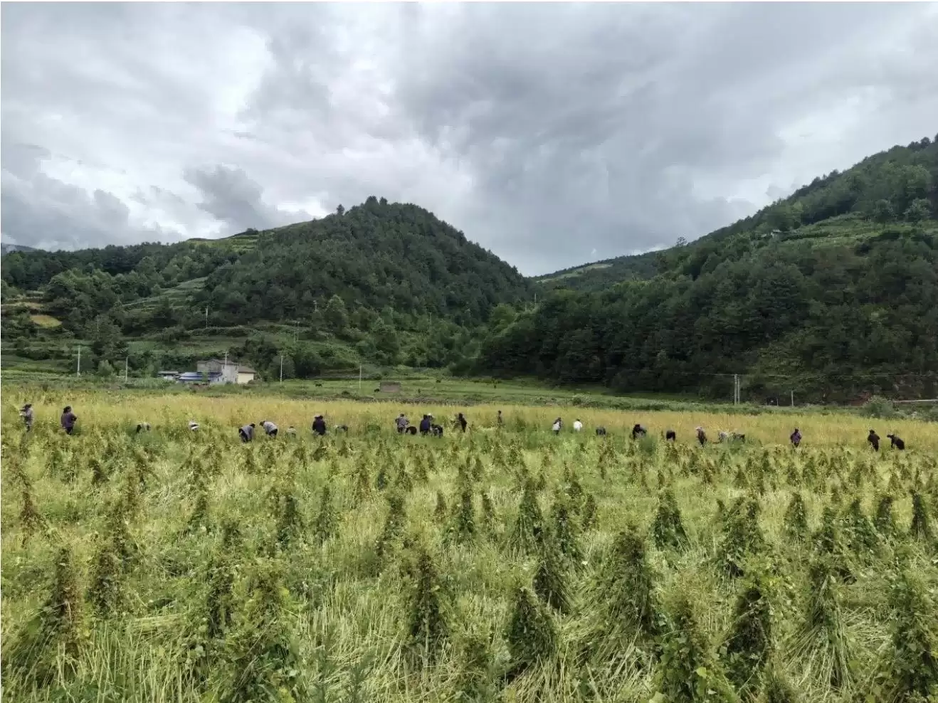 苦荞凭何从深山走向全产业链?各地主产区有何秘诀?插图2 苦荞凭何从深山走向全产业链?各地主产区有何秘诀?插图2