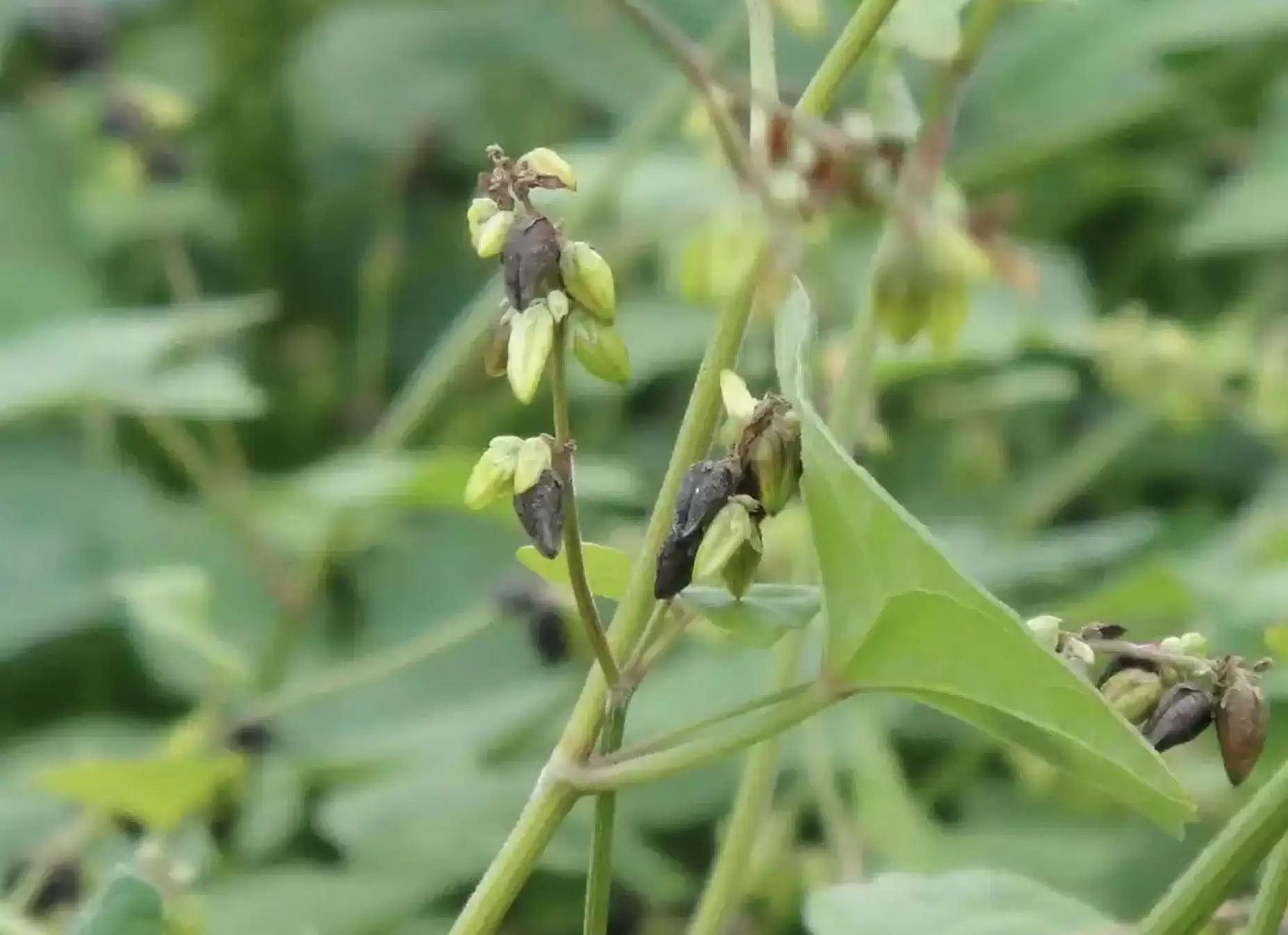 苦荞凭何从深山走向全产业链?各地主产区有何秘诀?插图5 苦荞凭何从深山走向全产业链?各地主产区有何秘诀?插图5